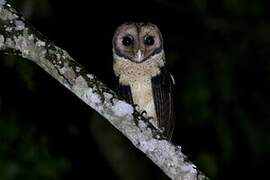 Minahassa Masked Owl