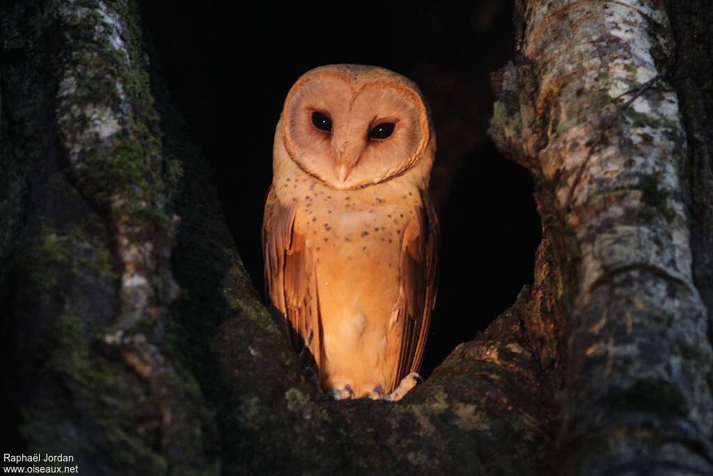 Red Owladult, identification