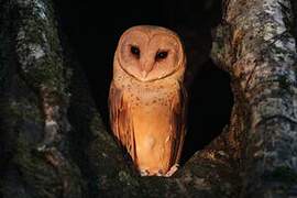 Red Owl