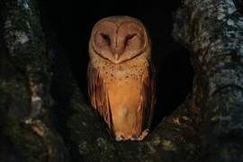 Red Owl