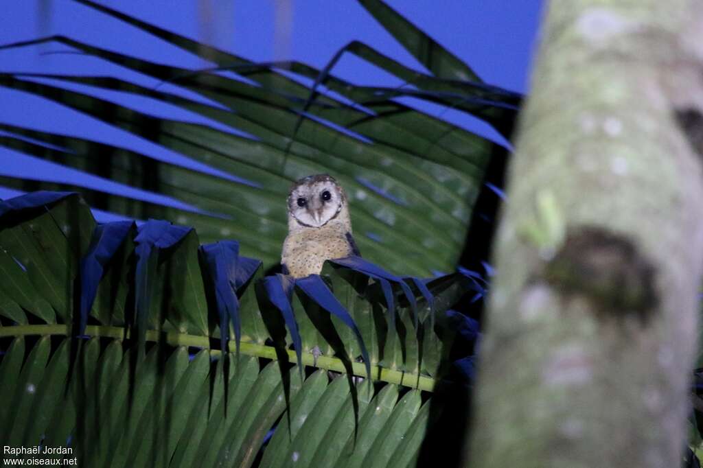 Sulawesi Masked Owladult