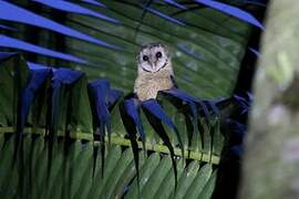 Sulawesi Masked Owl