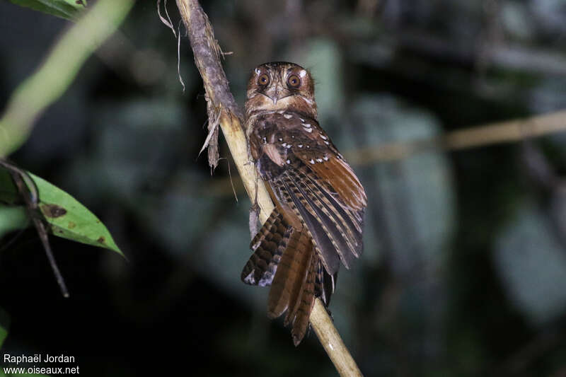 Moluccan Owlet-nightjar, identification