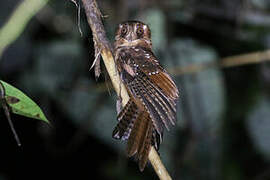 Moluccan Owlet-nightjar