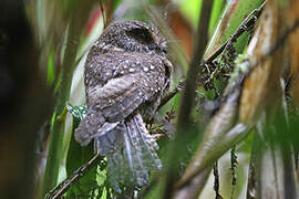 Mountain Owlet-nightjar