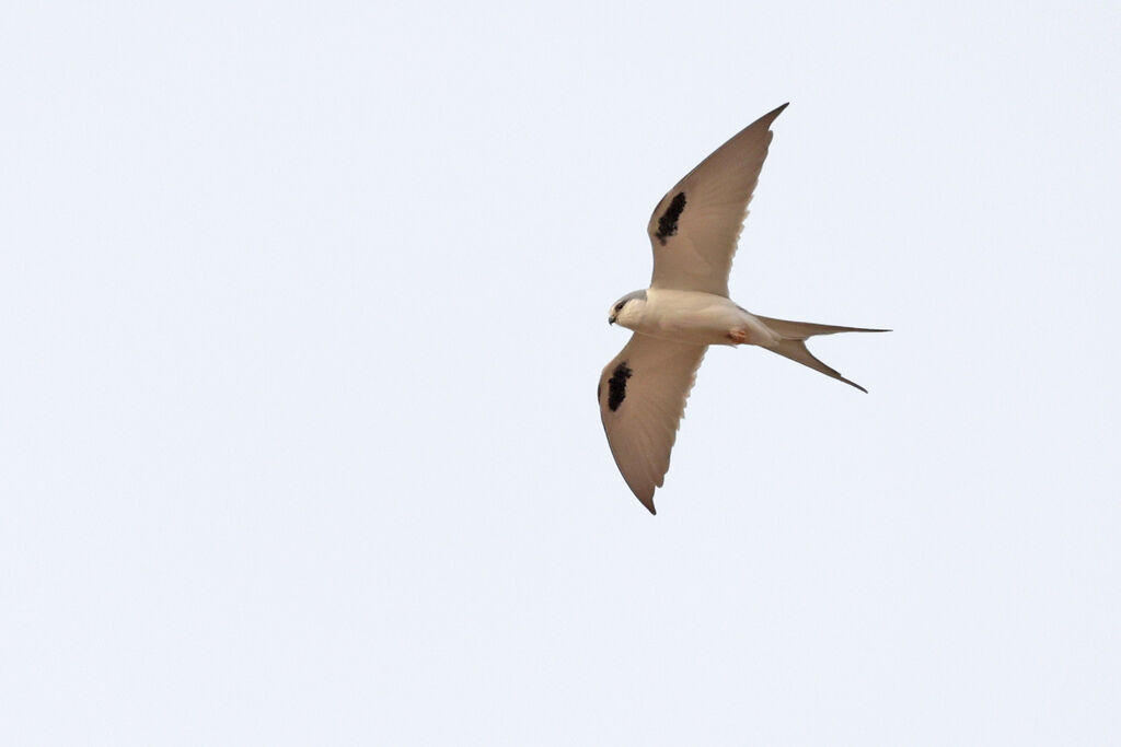 Scissor-tailed Kiteadult