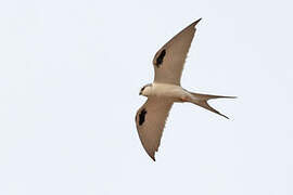 Scissor-tailed Kite