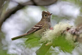 White-crested Elaenia