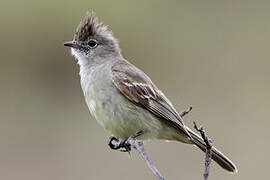 Yellow-bellied Elaenia