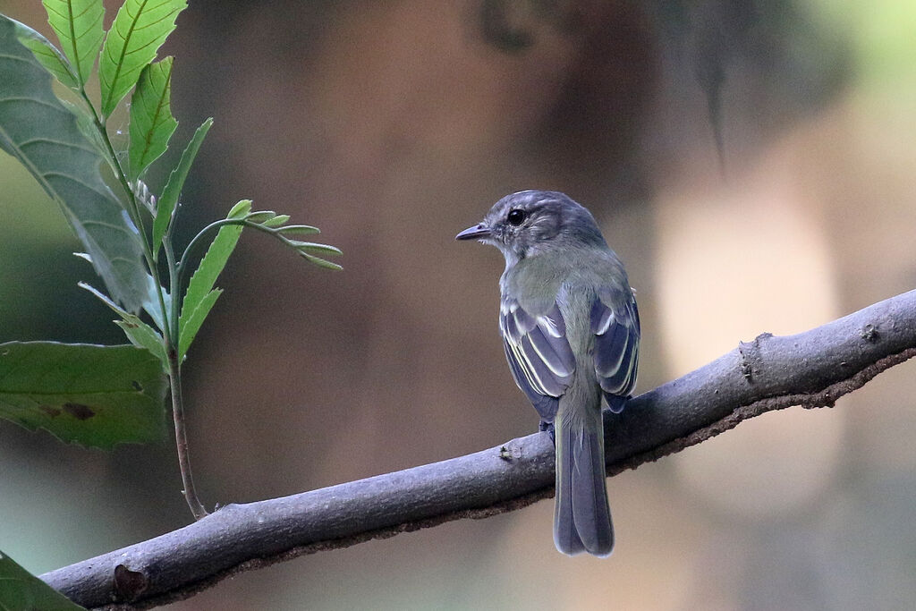 Forest Elaenia