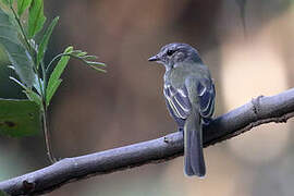 Forest Elaenia