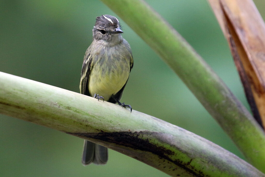 Forest Elaenia