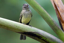 Forest Elaenia