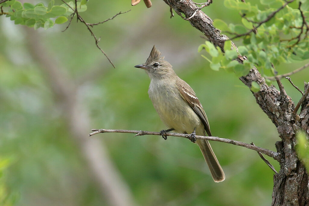 Plain-crested Elaeniaadult