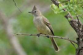 Plain-crested Elaenia