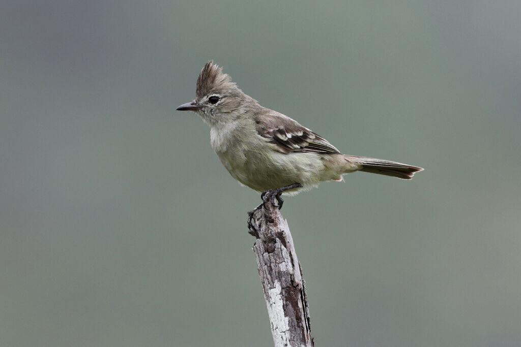 Plain-crested Elaeniaadult