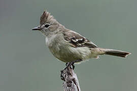 Plain-crested Elaenia