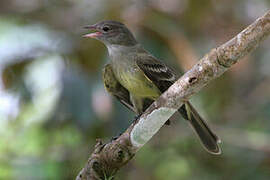 Lesser Elaenia