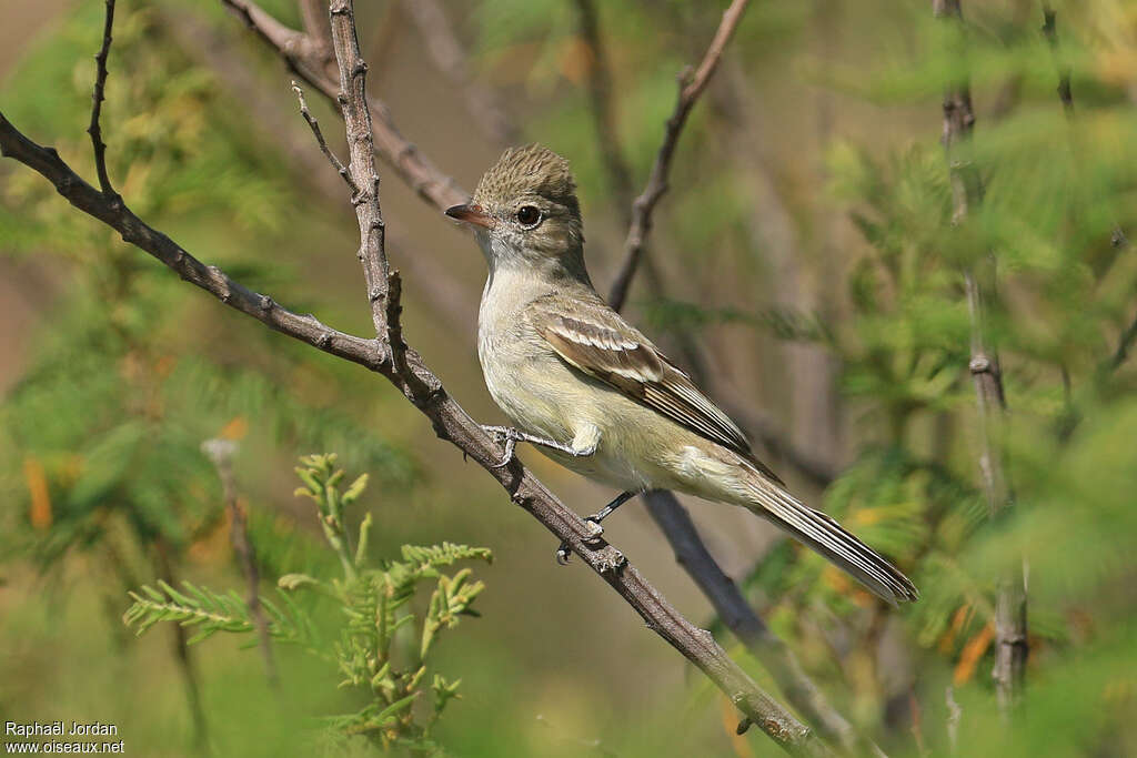 Lesser Elaeniaadult, pigmentation, Behaviour