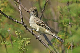 Lesser Elaenia