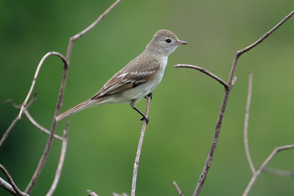 Lesser Elaeniaadult