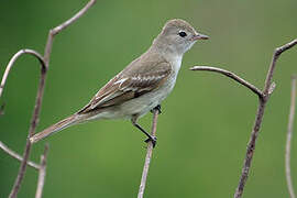 Lesser Elaenia