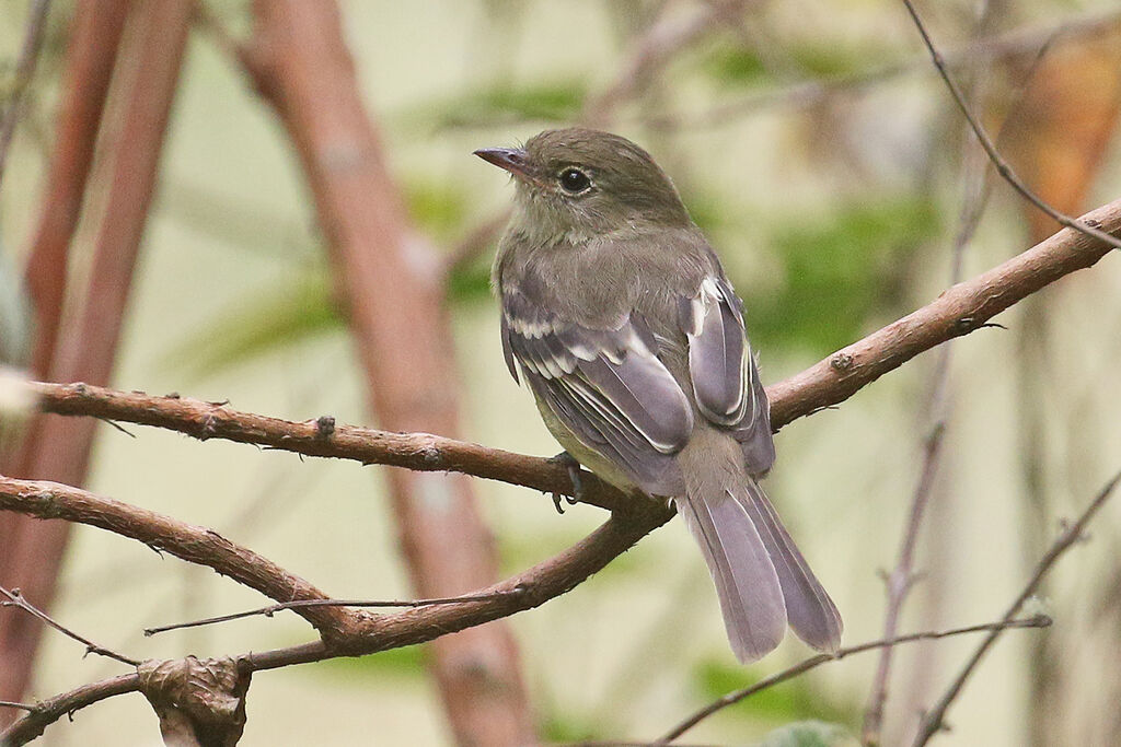 Mountain Elaenia