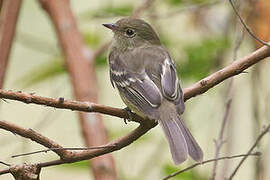 Mountain Elaenia