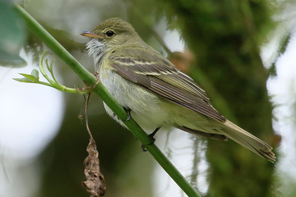 Olivaceous Elaeniaadult