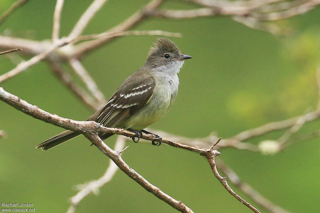 Large Elaenia