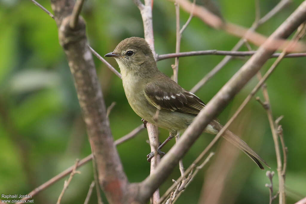 Small-headed Elaeniaadult, identification