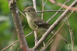 Small-headed Elaenia