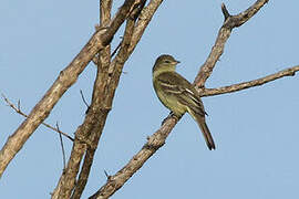 Small-headed Elaenia