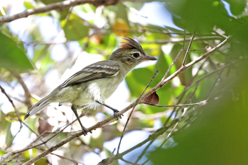 Rufous-crowned Elaenia