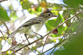 Rufous-crowned Elaenia