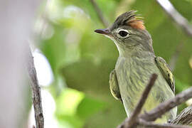 Rufous-crowned Elaenia