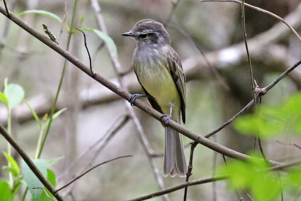 Greenish Elaeniaadult