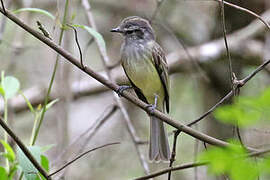 Greenish Elaenia