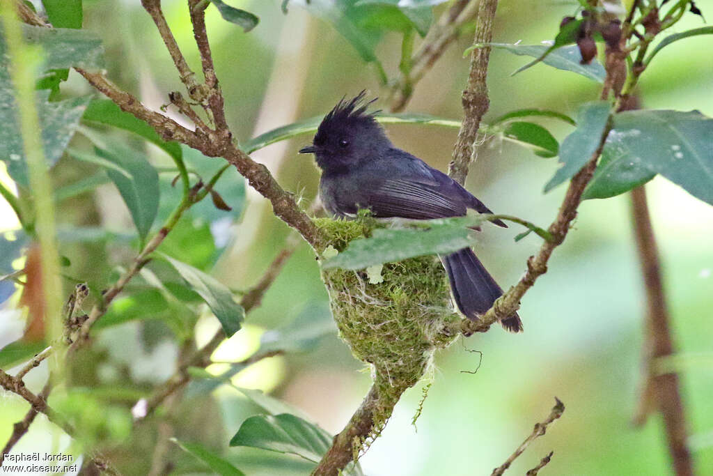 White-tailed Crested Flycatcheradult, Reproduction-nesting