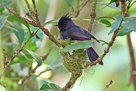 White-tailed Crested Flycatcher