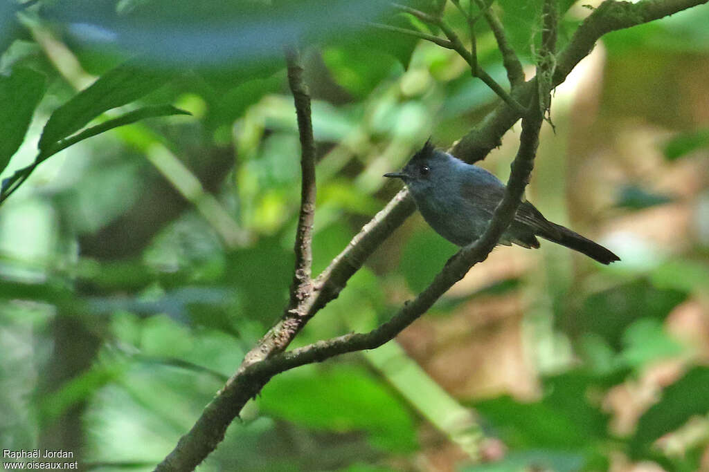 Elminie à tête noireadulte, identification