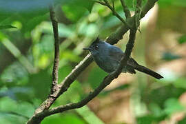 Dusky Crested Flycatcher