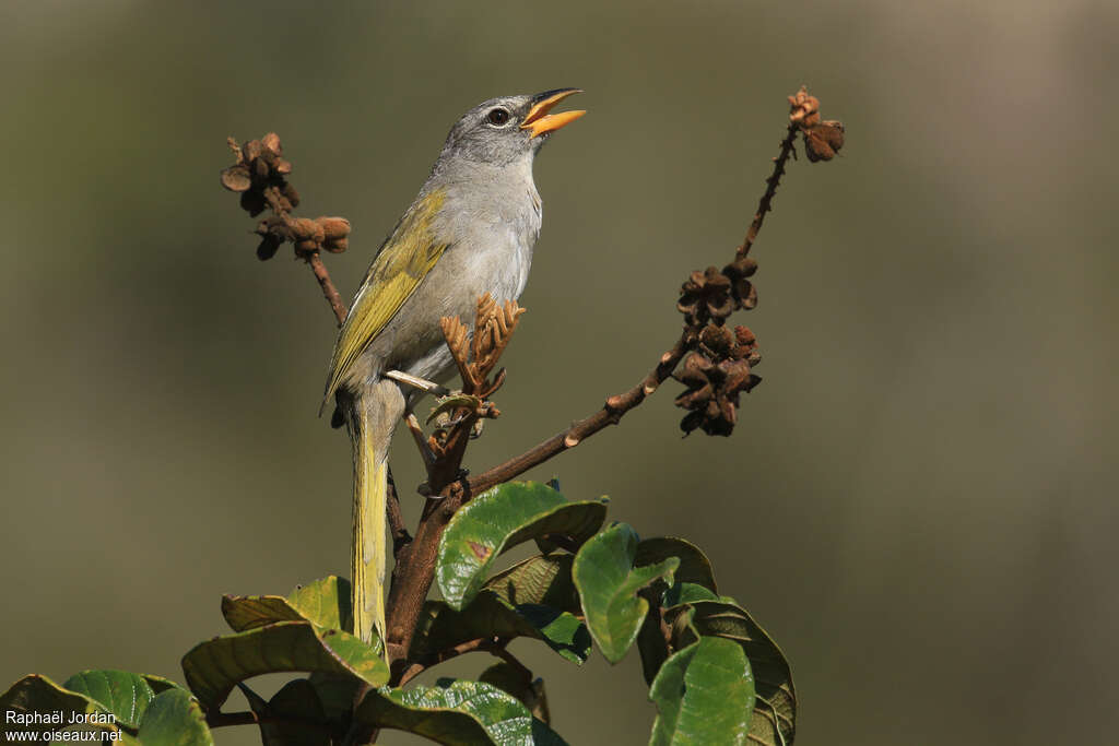 Embernagre du Brésil mâle adulte, identification, chant