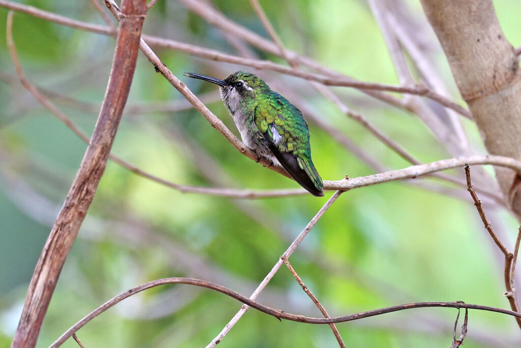 Émeraude à queue courte
