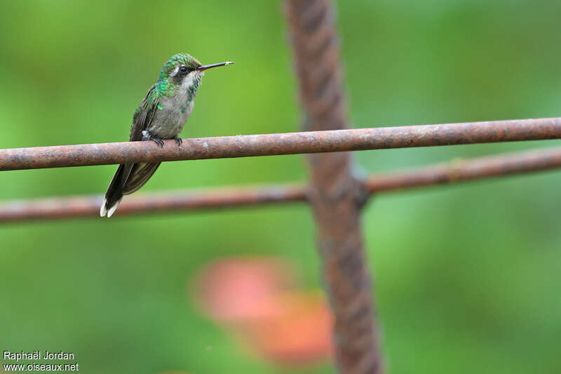 Golden-crowned Emerald female adult