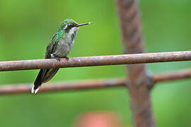 Golden-crowned Emerald