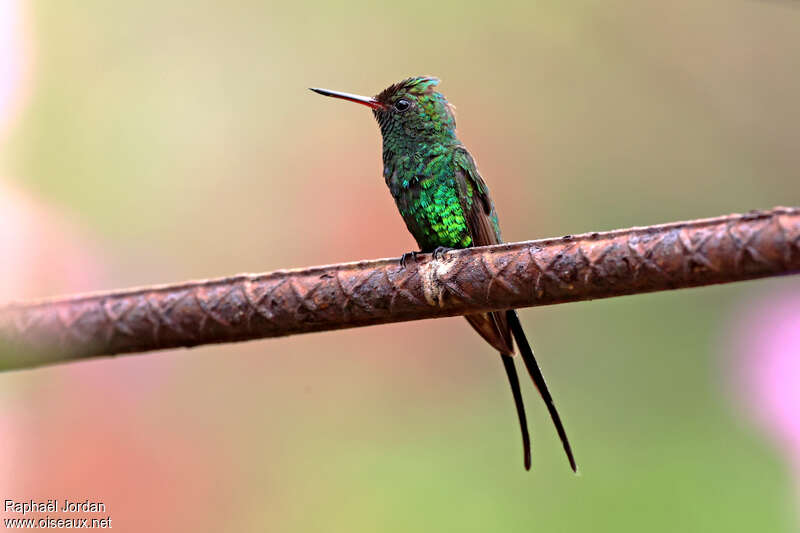 Golden-crowned Emerald male adult