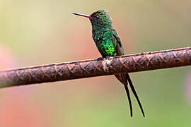 Golden-crowned Emerald