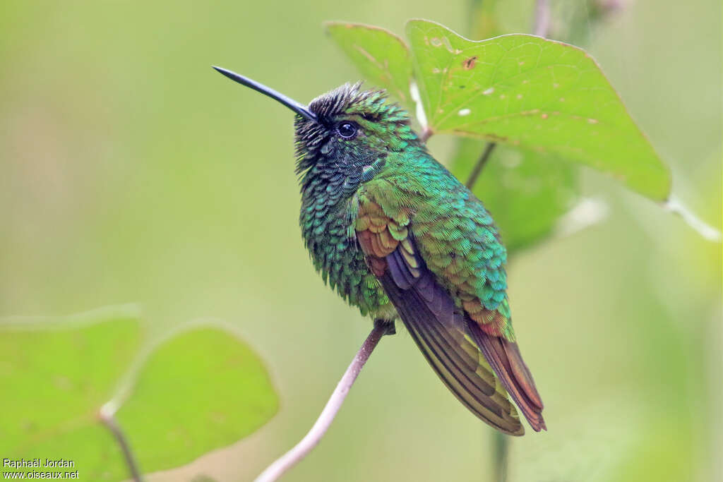 Émeraude cuivrée mâle adulte, identification