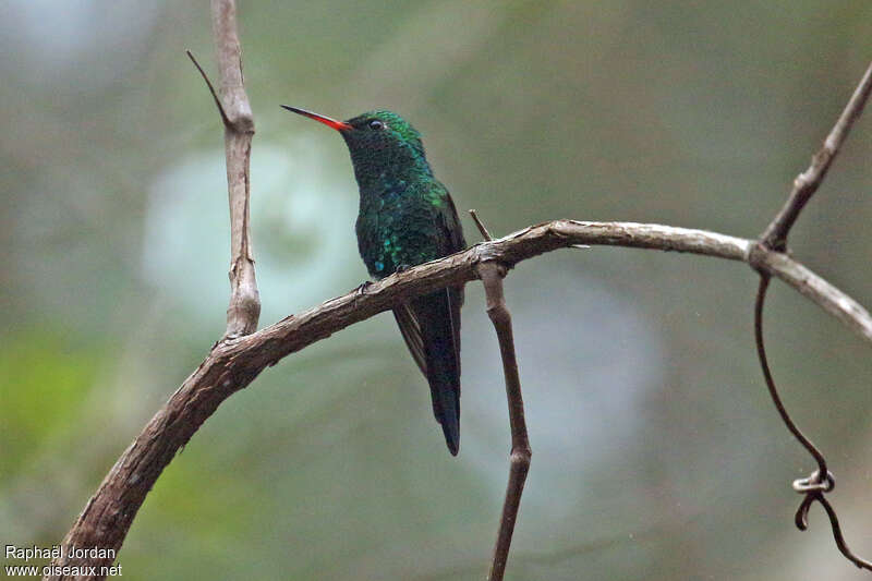Canivet's Emerald male adult, habitat, pigmentation